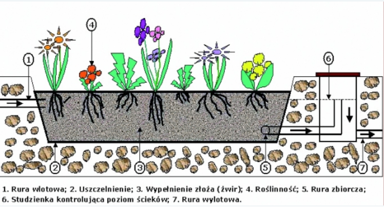 Oczyszczalnia hydrobotaniczna schemat - oczyszczalnia roślinna hydrofitowa